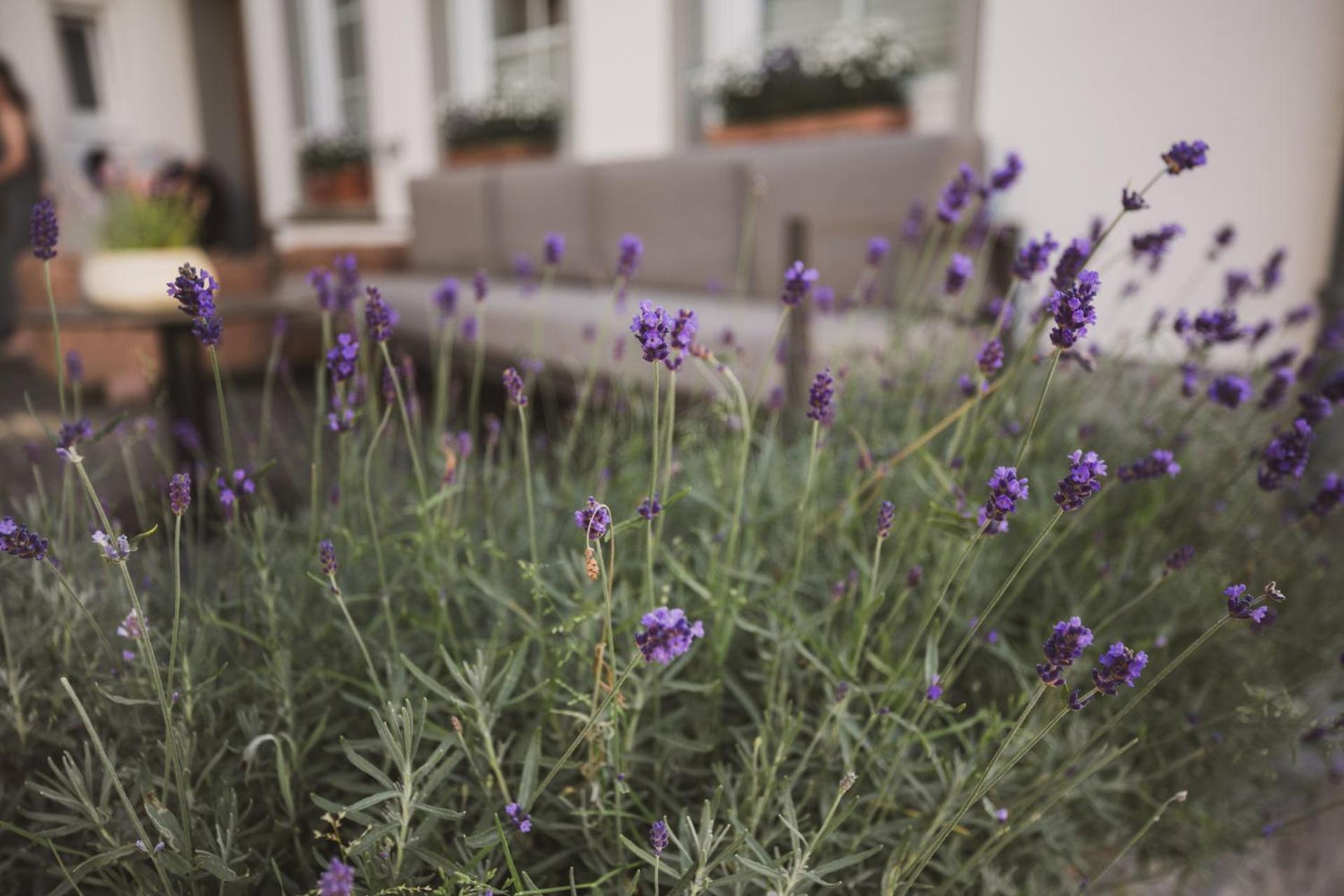 Weingut Gehlen-Cornelius Hotel Brauneberg Exterior foto